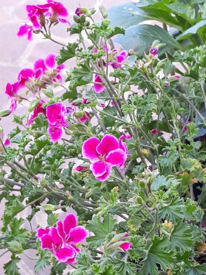罗马Flowery House公寓 外观 照片