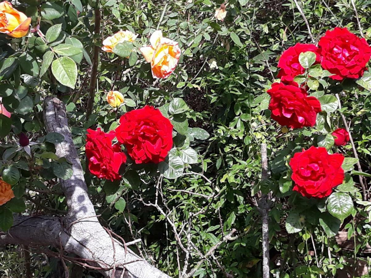 罗马Flowery House公寓 外观 照片