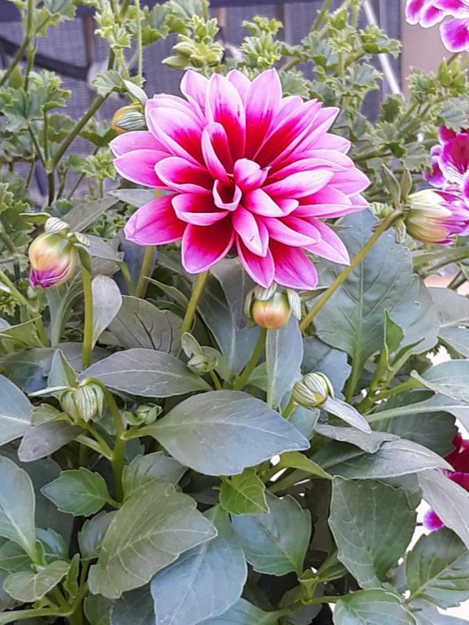 罗马Flowery House公寓 外观 照片